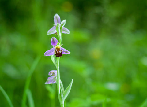 Bee orchid at Gwent Levels